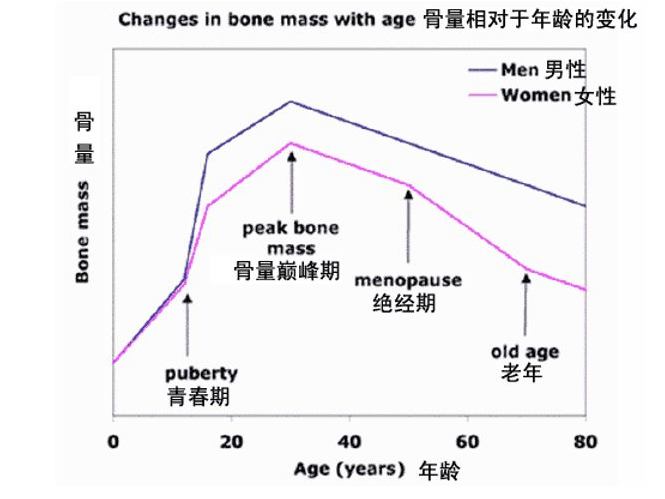 塑形和重建,骨形成和骨吸收的正平衡使骨量增加,并达到骨峰值;成年期