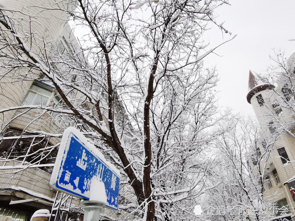 烟台雪景有感:茶,上茶,上好茶;雪,下雪,下大雪