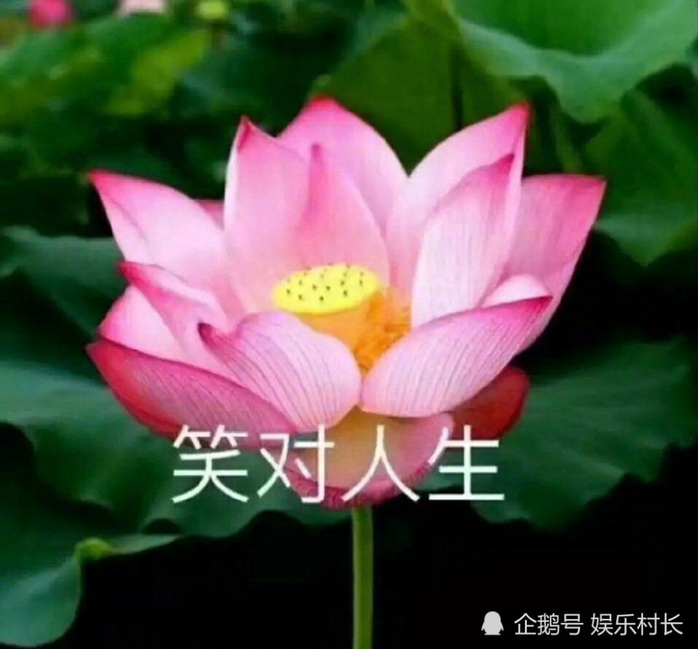 金晨发文配图一