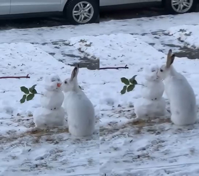 小白兔雪地里与雪人亲吻画面温馨,下一秒却忍不住诱惑