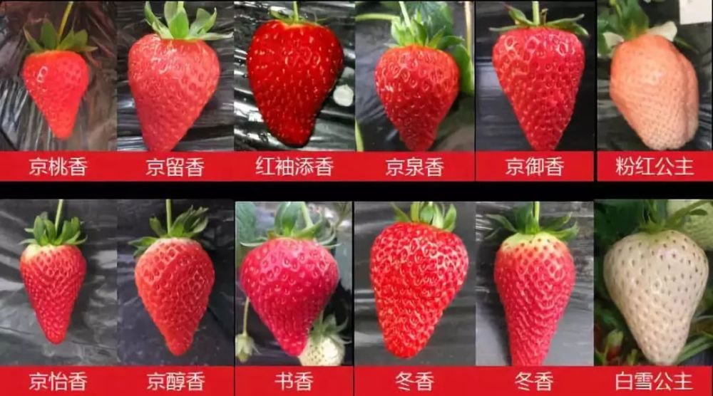 科普草莓常见品种大全