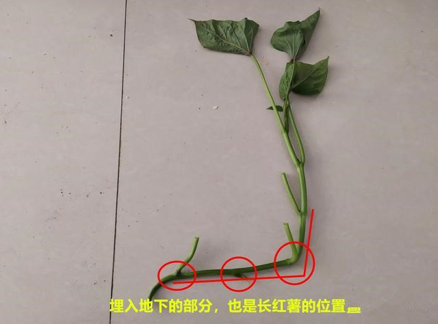 留节红薯藤,育种用的.