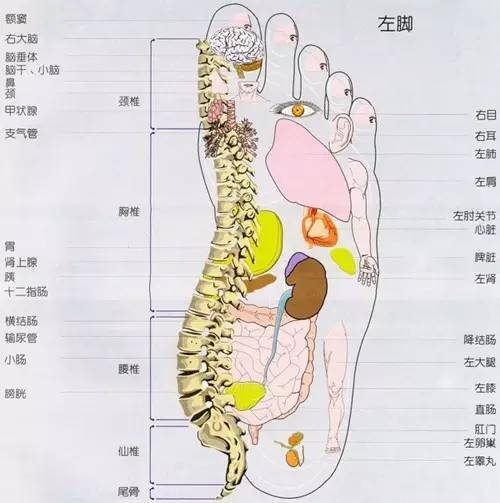 器官相连接的反射区,分别对应于人体五脏六腑