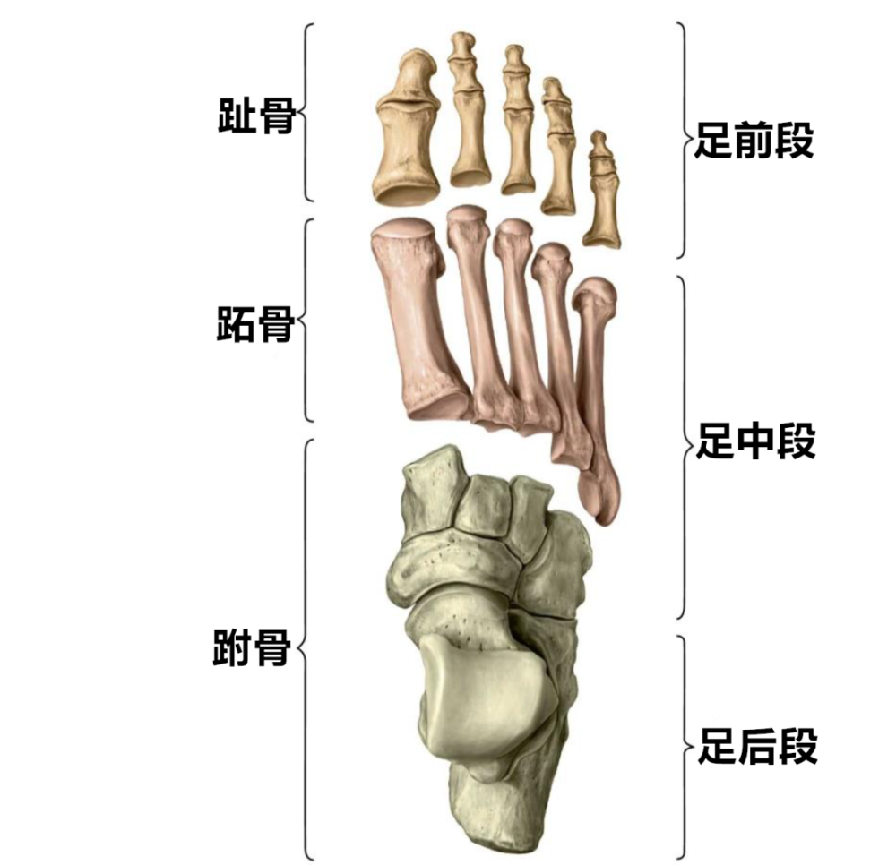 实用又高清上肢骨下肢骨解剖图谱