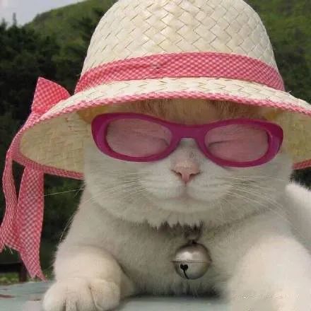 猫咪情侣头像一左一右