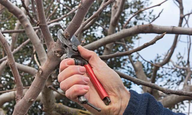 果树冬季修剪时,不能邯郸学步,要分清什么树留什么枝