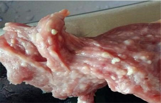 科普怎么区分不同部位的猪肉都适合怎么吃