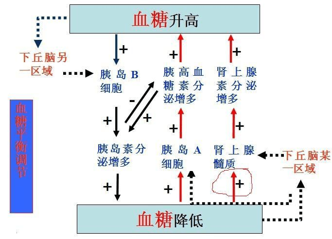 血糖的调节