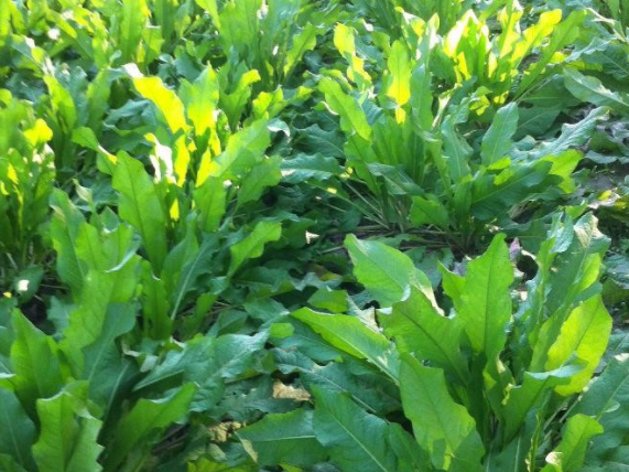 原来食叶草就是鲁梅克斯,一种高蛋白饲草,很多人都不知道的秘密