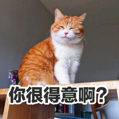 猫咪表情包满脸都写着高兴