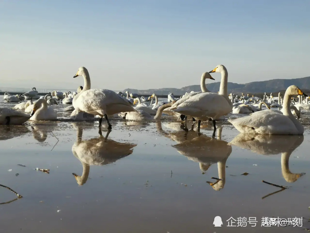 运城平陆天鹅湖的天鹅,好不好看呢!_腾讯新闻