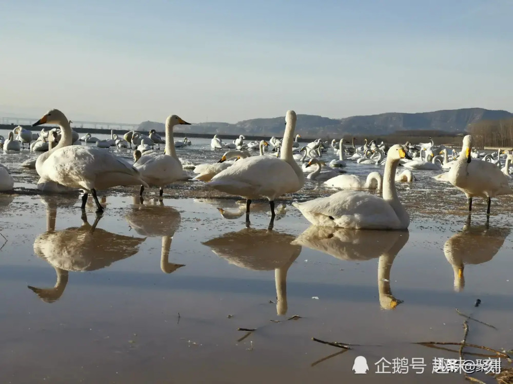 运城平陆天鹅湖的天鹅,好不好看呢!_腾讯新闻