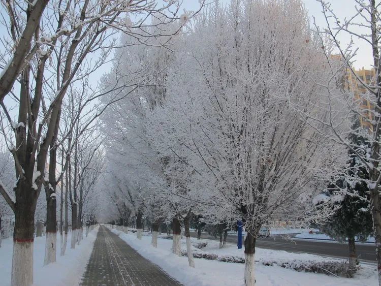 冬季到伊宁看雪树