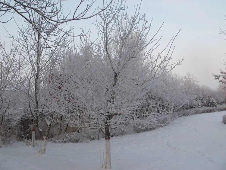 冬季到伊宁看雪树