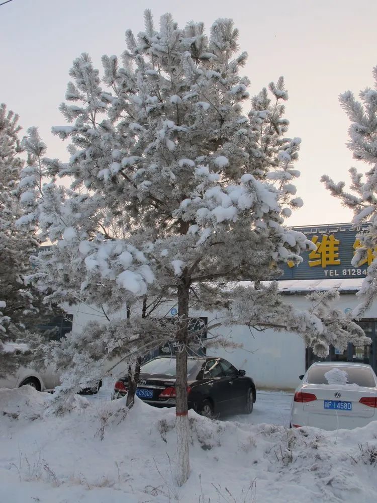 冬季到伊宁看雪树