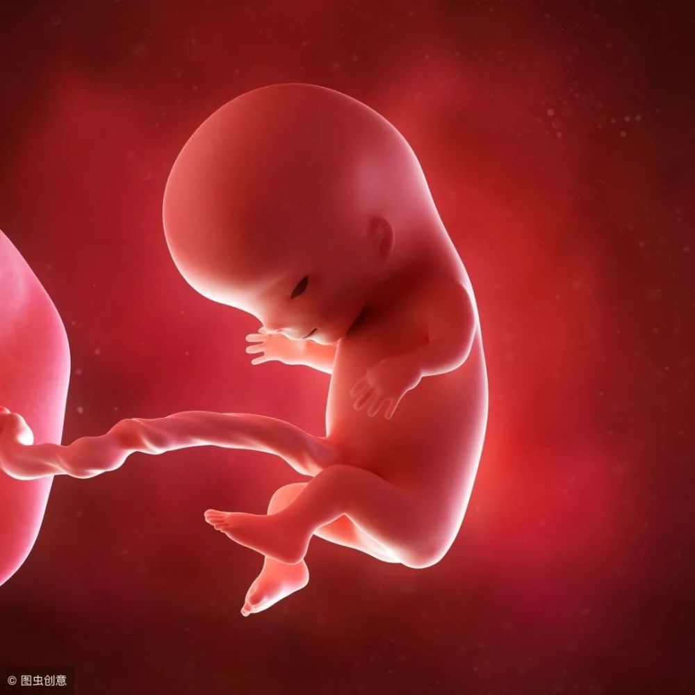 胎儿在子宫里长什么样胎儿140周胎儿发育全过程