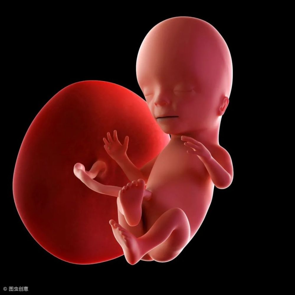 胎儿1-40周胎儿发育全过程
