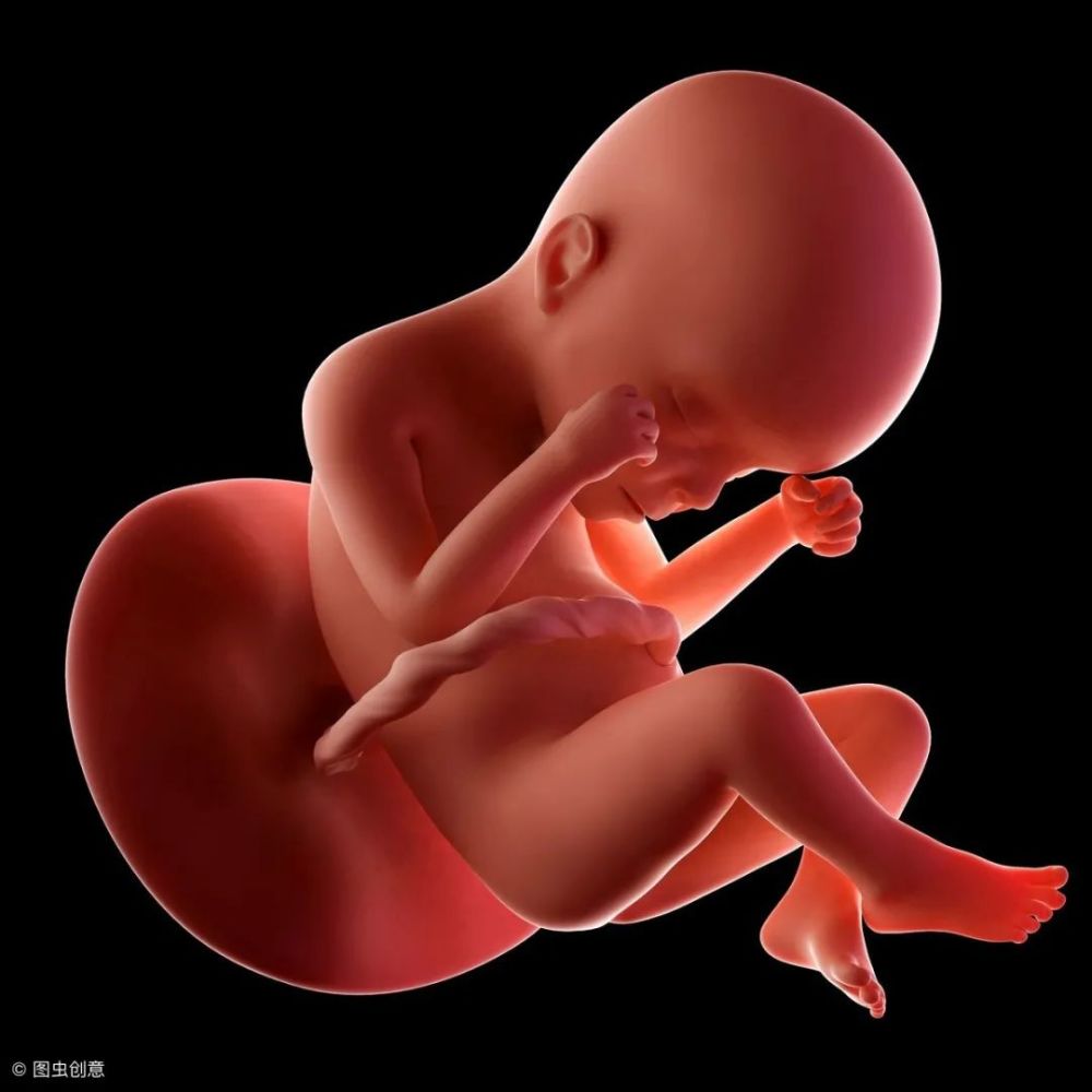 胎儿在子宫里长什么样?胎儿1-40周胎儿发育全过程