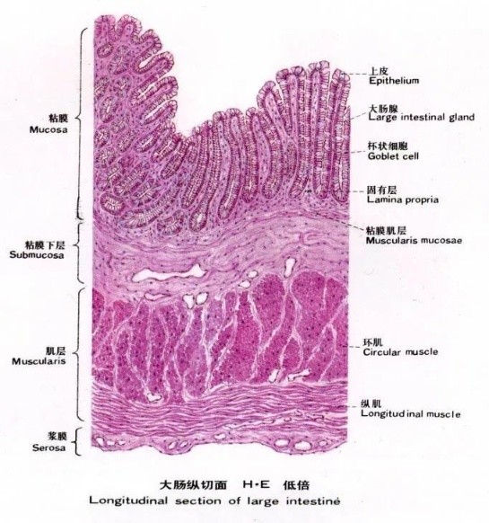 其实不太对. 下面是肠壁的分层图,大家可以看一下