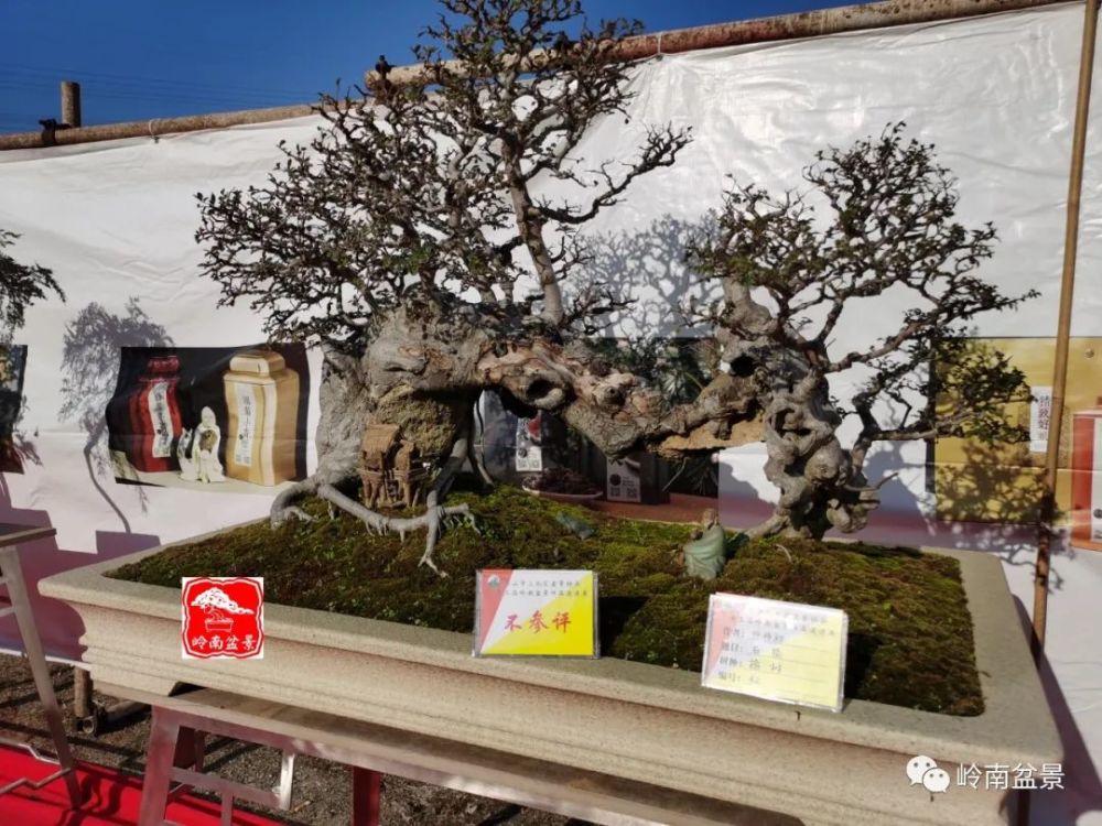 据大鹏镇盆景协会会长吴炳希介绍