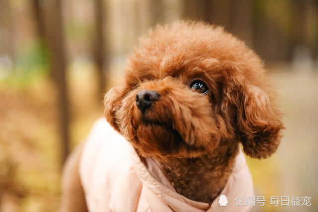 泰迪犬对主人表达爱意的6种行为,看完觉得太暖了吧!真是没白养