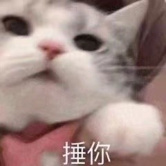 壁纸 动物 狗 狗狗 猫 猫咪 小猫 桌面 240_240