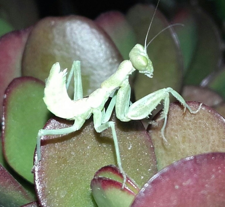 侏儒刺螳螂( spined dwarf mantis )