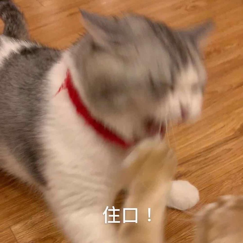 大头拖地猫猫表情包