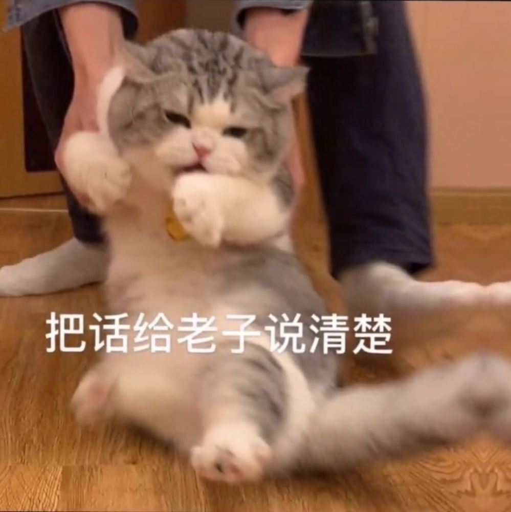 大头拖地猫猫表情包