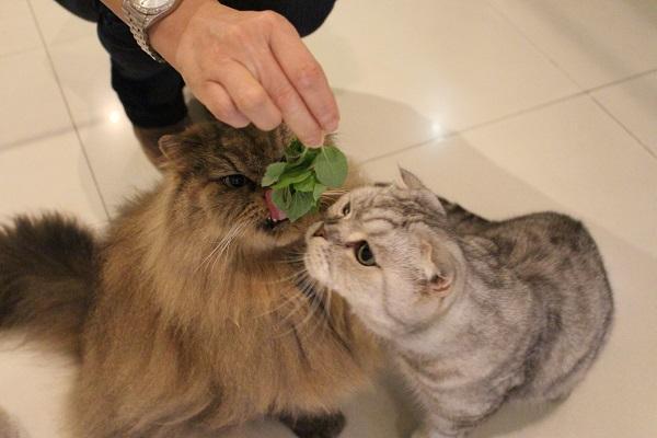 自从给猫咪吃了猫薄荷我家的猫性情大变