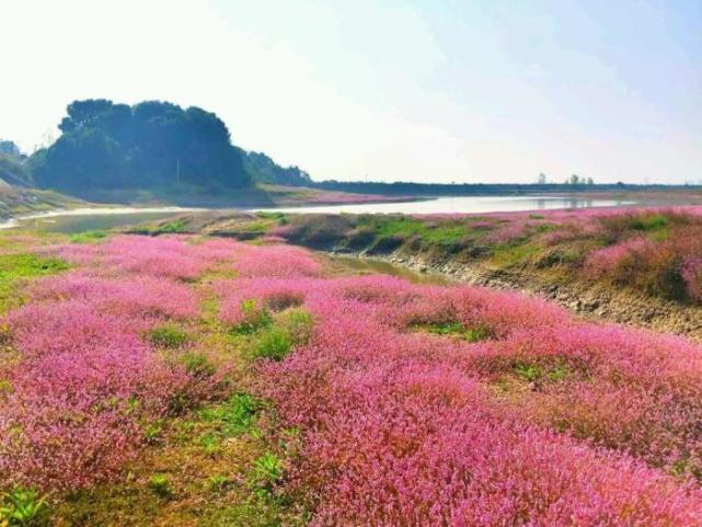 美不胜收的鄱阳湖蓼子花海,好比世外桃源