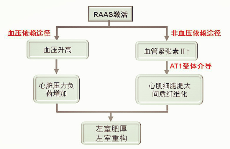 带动下面一个很重要的系统—肾素-血管紧张素-醛固酮系统(raas)激活