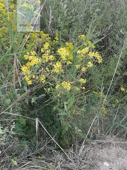 性味功效《全国中草药汇编》苦,寒.清热解毒,活血,排脓.