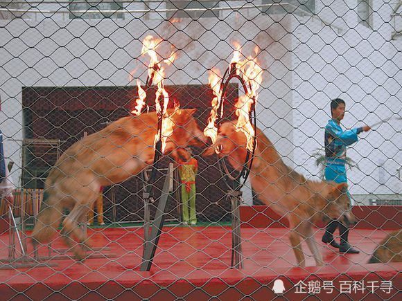 这也是在马戏团里表演钻火圈的狼,看这眼神和尾巴,毫无疑问是狼.