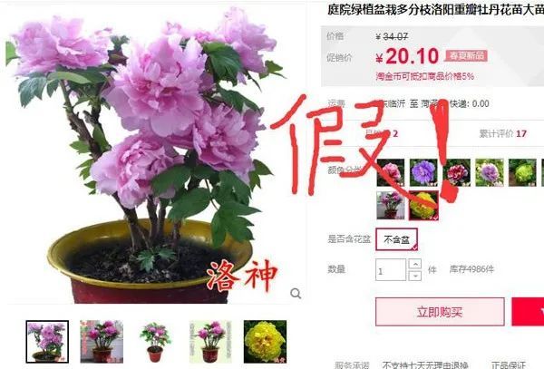 牡丹花洛神是什么品种?洛神和牡丹王哪个好?