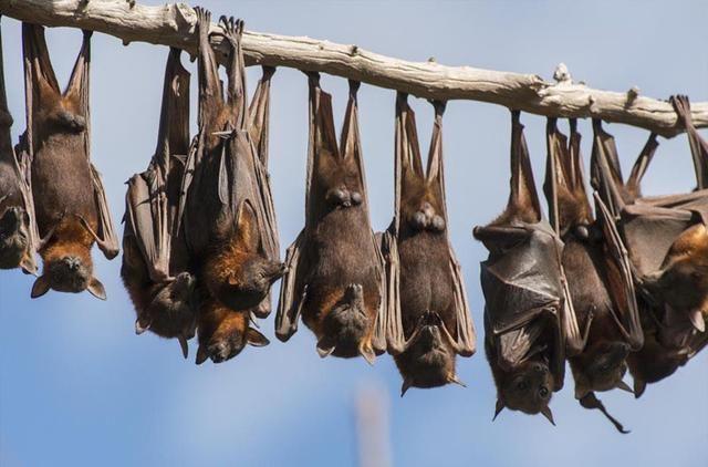 蝙蝠为什么喜欢倒挂着睡觉,它的头不会有晕眩感吗?