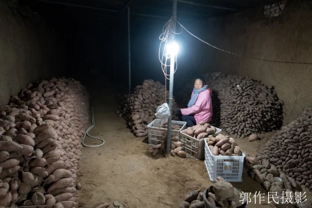 这是他的红薯窖,员工正在分拣红薯.