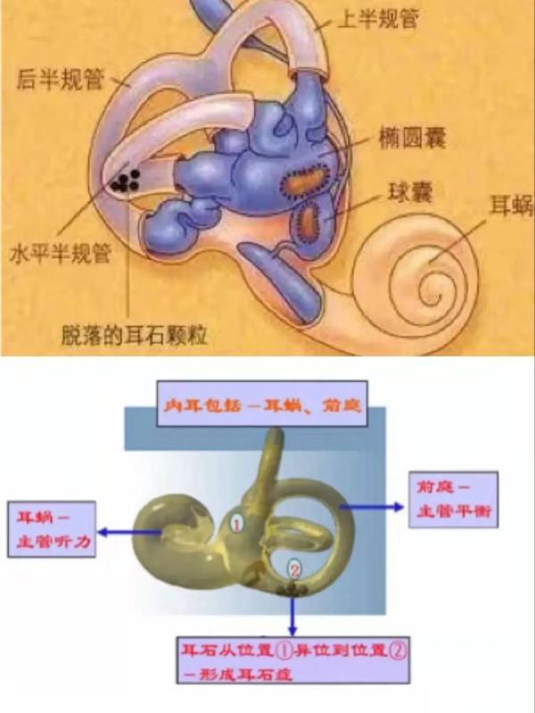 在它们的囊斑上有一层耳石膜,上面附有一种专门感知重心,速度变化的