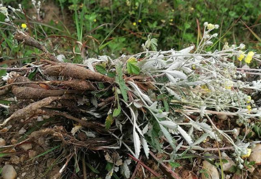 此草地下藏"鸡腿",儿时想吃找不到,如今无人问津了,价值极高