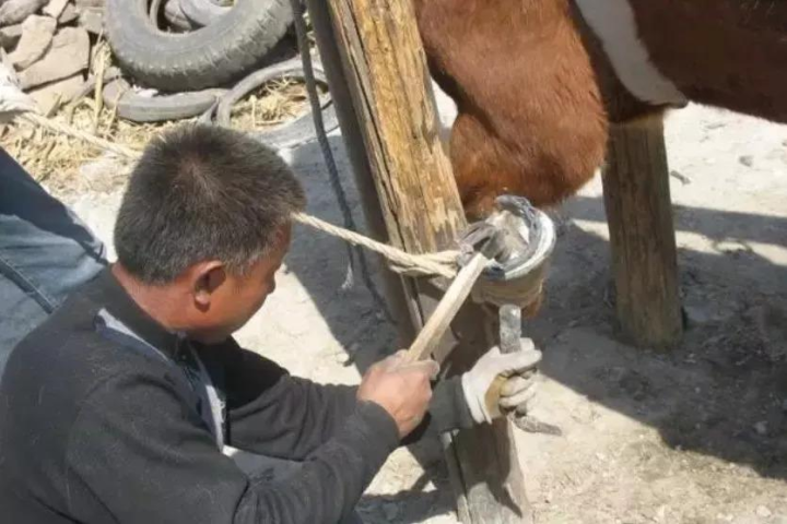 马为何要被钉马掌?钉进马的蹄子里,马不疼吗?牛也需要