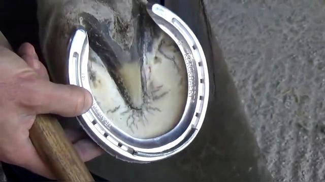 钉进马的蹄子里,马不疼吗?牛也需要钉吗?