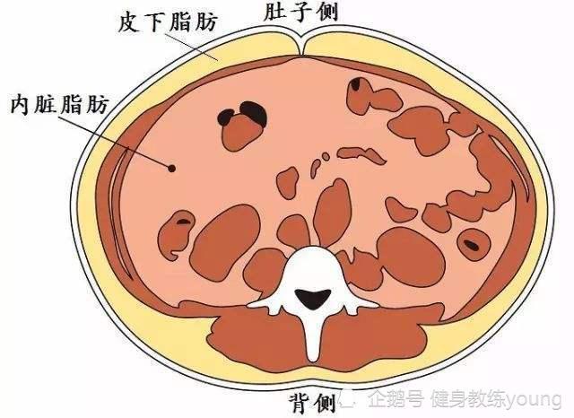 如何快速减掉腹部脂肪2个训练技巧3个生活技巧帮助你减脂瘦腹