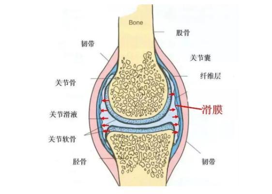 膝关节内最里面一层的膜片,叫做滑膜,它广泛存在于人体各关节的最内层