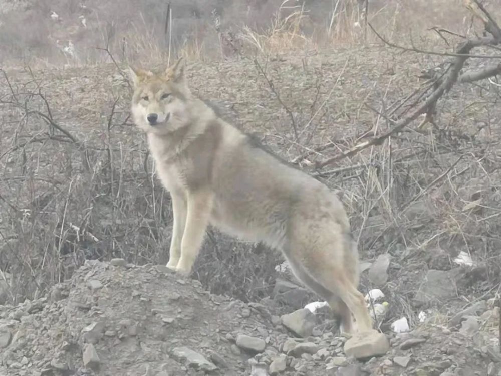 狼,木耳沟管护站对附近村民进行了出行安全提醒,同时,进行了野生动物