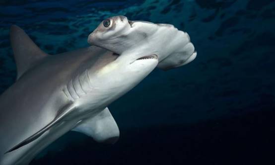 世界上最奇特的鲨鱼:肌肉强壮还学会了走路,是当地的顶级猎食者