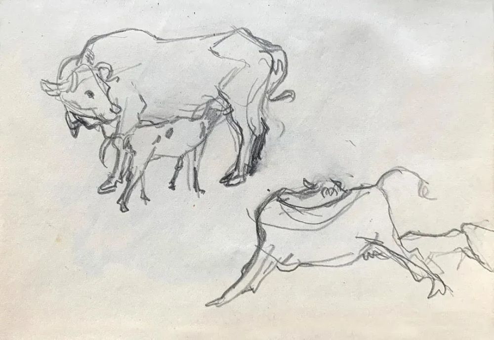 耕牛,纸本速写,12×17.5cm,1960年代