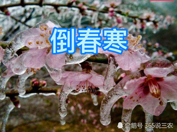 春节天气是暖还是冷?