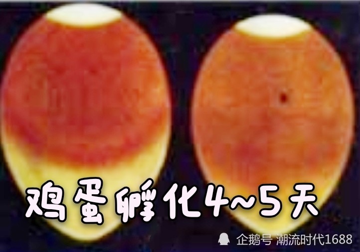 照蛋:在孵化过程中需进行三次照蛋