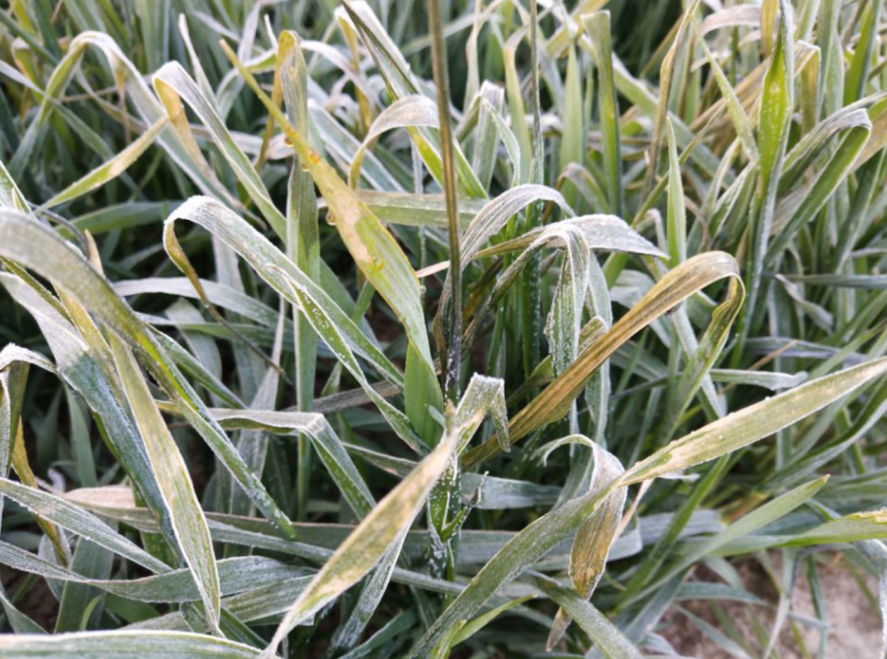 小麦遭受冻害怎么办怎样管理防冻受冻害后如何进行补救