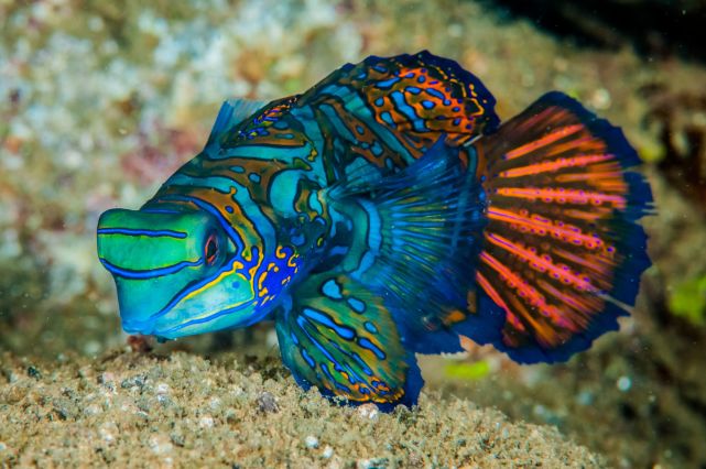 世界上最美的5种鱼,水族馆最爱养的观赏鱼!|观赏鱼|水族|鱼类|珊瑚